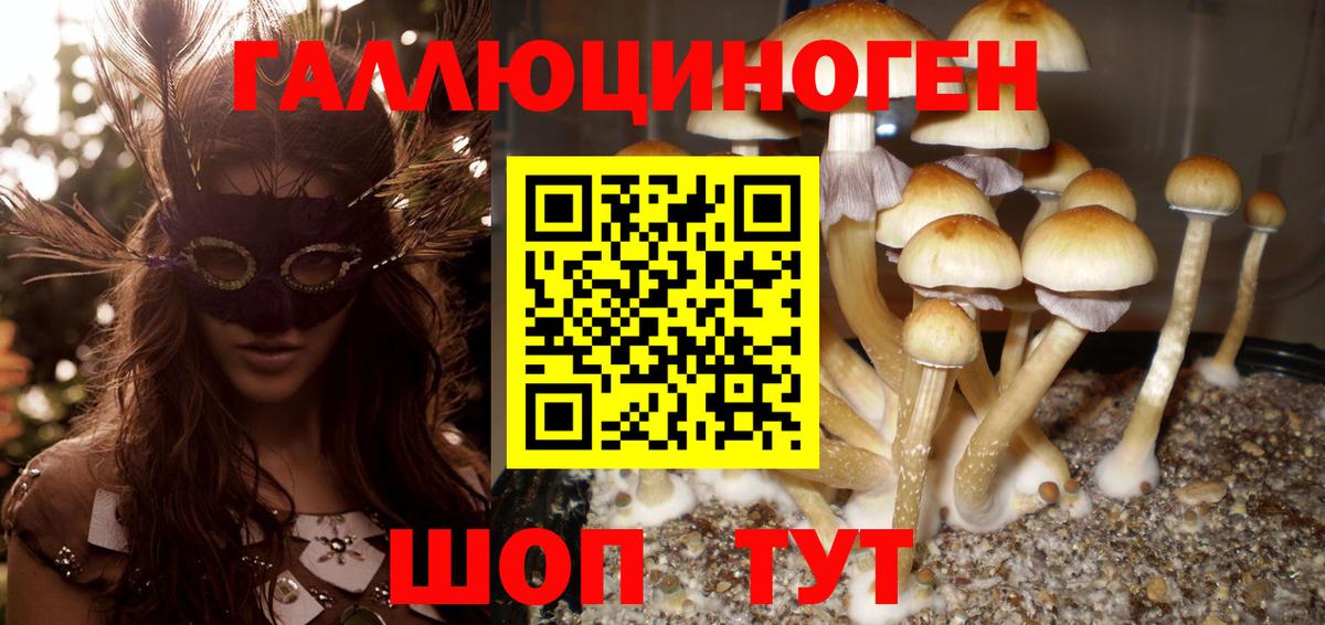 Анжеро-Судженск  сколько стоит  Вход с VPN  Псилоцибиновые грибы GOLDEN TEACHER 